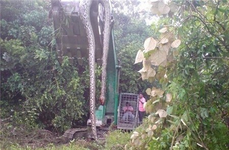 Thực hư về trăn thần khổng lồ 140 tuổi ở Malaysia 1 Thực hư về trăn thần khổng lồ 140 tuổi ở Malaysia 1