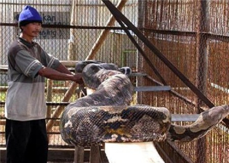 Thực hư về trăn thần khổng lồ 140 tuổi ở Malaysia 2 Thực hư về trăn thần khổng lồ 140 tuổi ở Malaysia 2