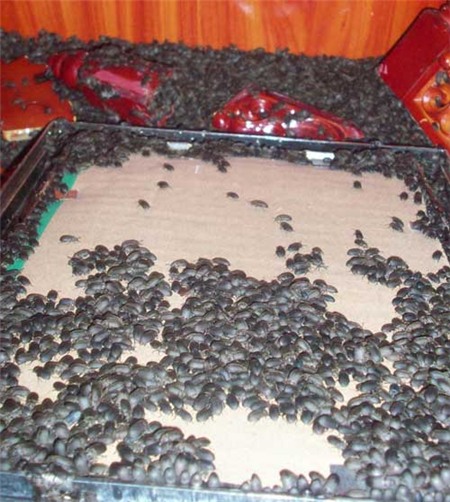 Bọ đậu đen ùn ùn “bao vây” nhà dân