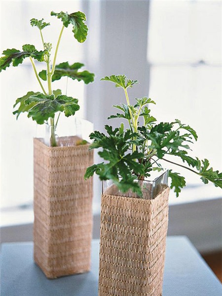 Xịt nước hoa cho nhà bằng... cây cảnh - 2
