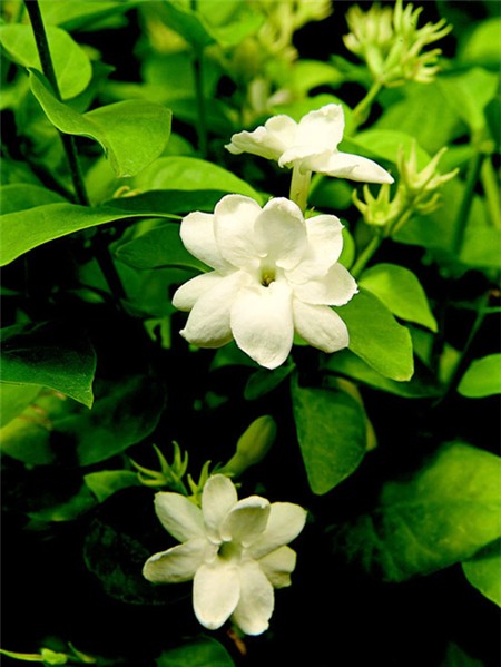 Xịt nước hoa cho nhà bằng... cây cảnh - 3