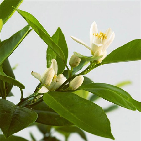 Xịt nước hoa cho nhà bằng... cây cảnh - 4
