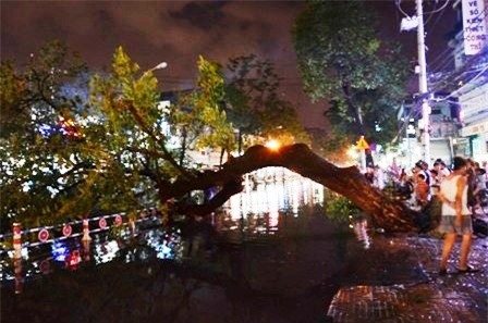 Hiện trường cây cổ thụ ngã ra đường Hậu Giang
