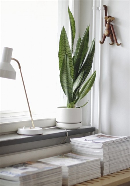 Top cây cảnh đẹp giúp sự nghiệp thăng tiến - 2