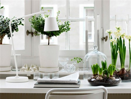 Top cây cảnh đẹp giúp sự nghiệp thăng tiến - 4