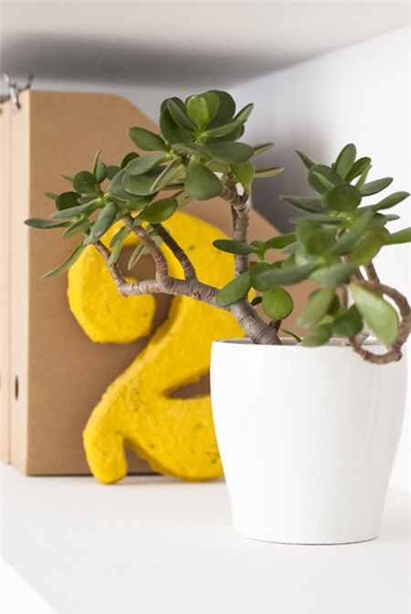 Top cây cảnh đẹp giúp sự nghiệp thăng tiến - 5