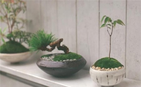 Top cây cảnh đẹp giúp sự nghiệp thăng tiến - 9