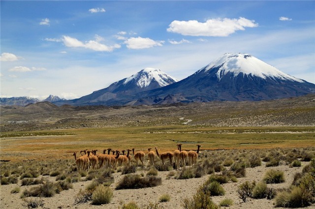 2. Công viên quốc gia Lauca: Công viên nằm ở phía bắc trên dãy núi Andrea và là một trong những điểm du lịch nổi bật ở Chile. Điều hút du khách nhất ở Lauca là Lago Chungará, một trong những hồ nước cao nhất thế giới. Xa xa là 2 ngọn núi lửa Volcán Parinacota và Pomerape, nằm ngay trên đường biên giới với Bolivia.