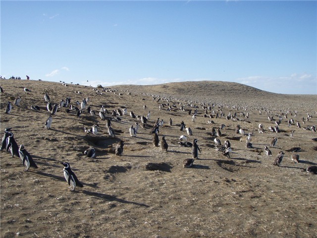 9. Quần thể chim cánh cụt Los Pinguinos: Đây là quần thể chim cánh cụt đông đảo nhất Chile với hơn 120.000 loài chim cánh cụt Magellanic. Nằm trên hòn đảo Magdalena rộng 1 km2, cách vùng đông bắc Punta Arenas 35 km, nơi đây thành điểm di cư của chim cánh cụt vào tháng 9, tháng 10 hằng năm. Đến cuối tháng 3, lũ chim cánh cụt quay trở về biển.