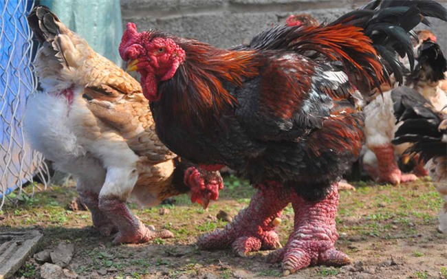 Năm Đinh Đậu, điểm danh 6 món gà đã ăn thử một lần là nghiện từ Bắc chí Nam - Ảnh 3.