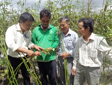 Anh Trần Quốc (áo xanh, thứ 2 bên trái sang) cùng cán bộ Trạm Bảo vệ thực vật huyện Long Mỹ kiểm tra sâu, bệnh trên cây đậu bắp.