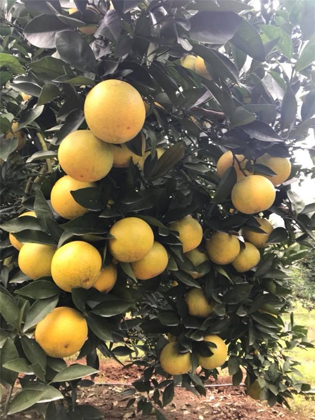 Siêu độc: Một cây cam Vinh "vỡ kế hoạch" có 1.000 quả, trả 20 triệu