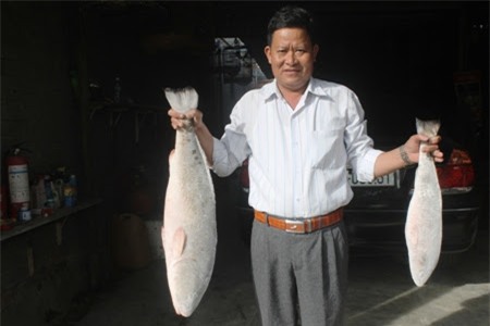Cặp cá sủ vàng ở Khánh Hòa quý hiếm ra sao mà được trả giá 1,5 tỷ