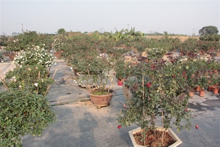 qua 8/3: hoa hong 'khung' cua co gai 9x, gia tram trieu dat khach hinh anh 4