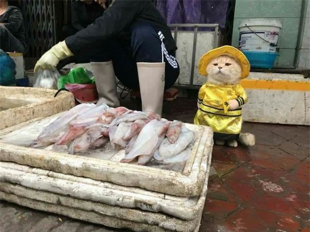 Hết bán cá lại trông phản thịt, chú mèo nổi tiếng khắp chợ Hải Phòng lên trang nhất tạp chí nước ngoài - Ảnh 1.