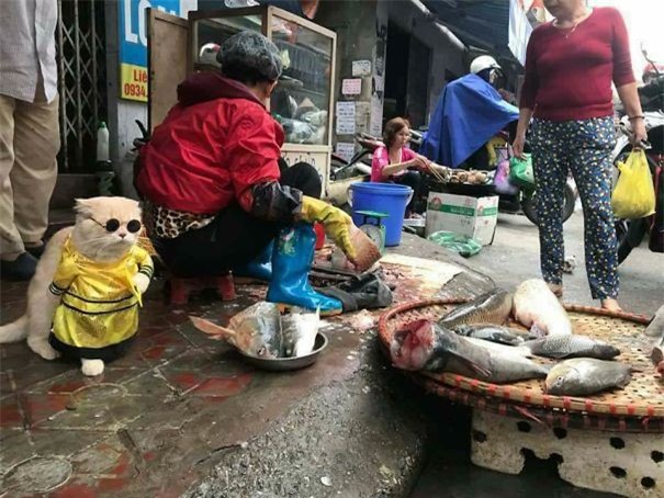 Hết bán cá lại trông phản thịt, chú mèo nổi tiếng khắp chợ Hải Phòng lên trang nhất tạp chí nước ngoài - Ảnh 2.