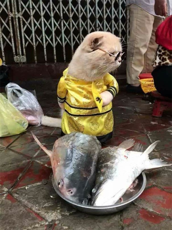 Hết bán cá lại trông phản thịt, chú mèo nổi tiếng khắp chợ Hải Phòng lên trang nhất tạp chí nước ngoài - Ảnh 3.