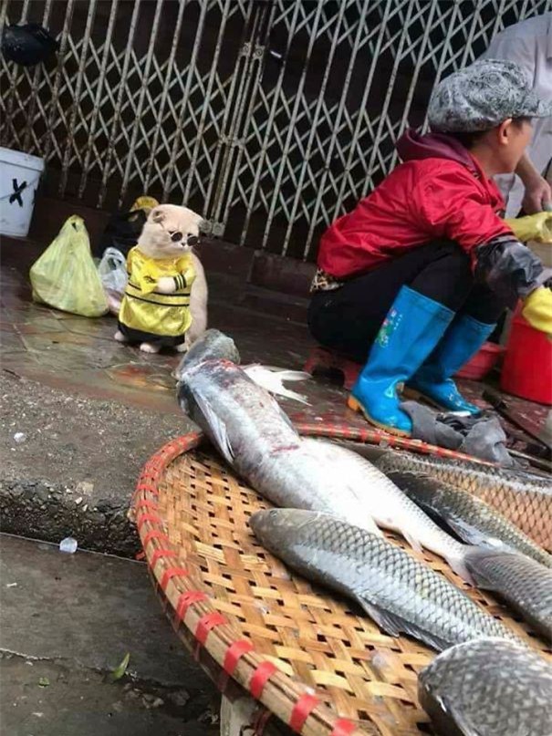 Hết bán cá lại trông phản thịt, chú mèo nổi tiếng khắp chợ Hải Phòng lên trang nhất tạp chí nước ngoài - Ảnh 4.