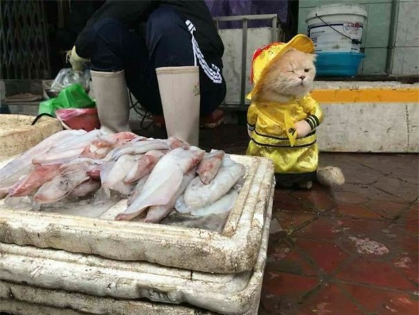 Hết bán cá lại trông phản thịt, chú mèo nổi tiếng khắp chợ Hải Phòng lên trang nhất tạp chí nước ngoài - Ảnh 5.
