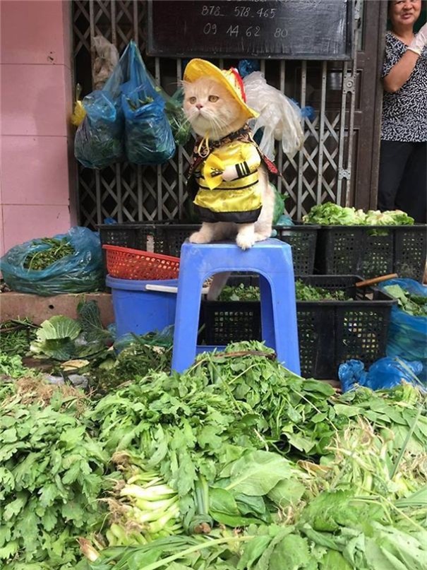 Hết bán cá lại trông phản thịt, chú mèo nổi tiếng khắp chợ Hải Phòng lên trang nhất tạp chí nước ngoài - Ảnh 9.