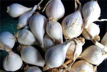 tỏi-cô-đơn, tỏi-khủng, Lý-Sơn, Phú-Yên