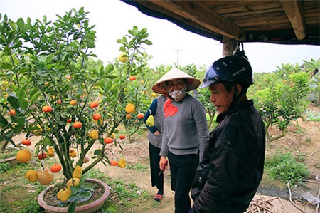 Vườn ngũ quả 'có một không hai' ở Hà Nội - 14