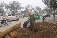Chặt một cây xà cừ, Hà Nội chi gần 36 triệu