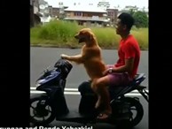 Clip: Chú chó lái xe máy chở chủ đi chơi