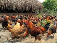 Trang trại 6000 con gà sạch nuôi theo kiểu 'nhà giàu'
