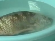 'Bóc trần' loại hóa chất Trung Quốc làm cho cá sắp chết sống lại