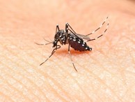 7 căn bệnh nguy hiểm do muỗi gây ra