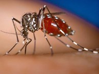 Sân bay Đà Nẵng xuất hiện muỗi truyền bệnh Zika