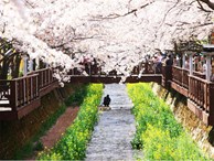 Du lịch Hàn Quốc vào mùa của những loài hoa đẹp ngất ngây