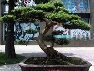 Siêu cây bậc nhất hội tụ trong biệt khu nhà giàu Hà Nội