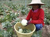 Trái cây Thái Lan chứa chất độc hại