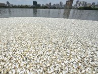  35 tấn cá chết phơi bụng phủ trắng ở Trung Quốc, đến nhà khoa học cũng giật mình