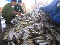 Bắt hơn 3 tấn cá ‘thối’ đang đưa đi chế biến nước mắm
