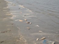 Công bố nguyên nhân cá chết bất thường dạt biển Nghệ An