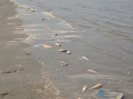 Công bố nguyên nhân cá chết bất thường dạt biển Nghệ An