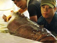 Cá mú Côn Đảo 130kg còn sống chờ đại gia xuống tiền