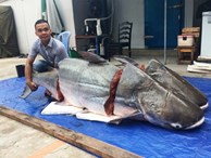 Cặp cá tra khủng 360kg từ Lào ‘bơi’ về Sài Gòn