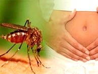 Người nhiễm Zika ở Sài Gòn tăng gấp đôi trong 2 tuần qua 
