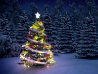 Hé lộ sự thật ít người biết về cây thông Noel đang xuất hiện ở khắp nơi trên thế giới