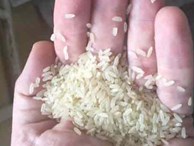 Sự thật về 'gạo nhựa' nghi từ Trung Quốc