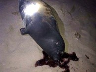 Hải cẩu lên bờ đùa với dân Bình Thuận bị đánh chết