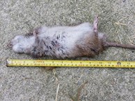 Bắt được chuột khổng lồ to hơn mèo ở Anh