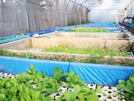 Vườn rau hữu cơ 5 tỷ của đại gia Sài Gòn
