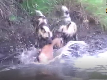 Vừa vượt qua sông sâu, linh dương đã nạp mạng cho bầy chó dữ