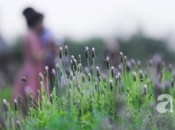 Không cần đi Tây, ở ngay Hà Nội cũng có vườn lavender tím rực khiến chị em ngất ngây