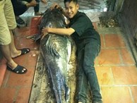 'Thủy quái” sông Mê Kông nặng 112kg xuất hiện ở Hà Nội
